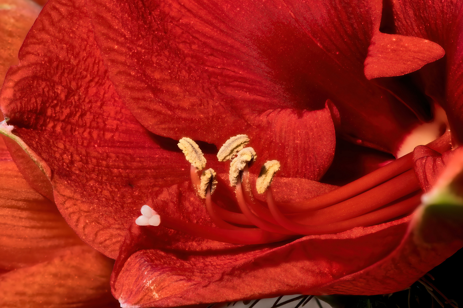 Amaryllis