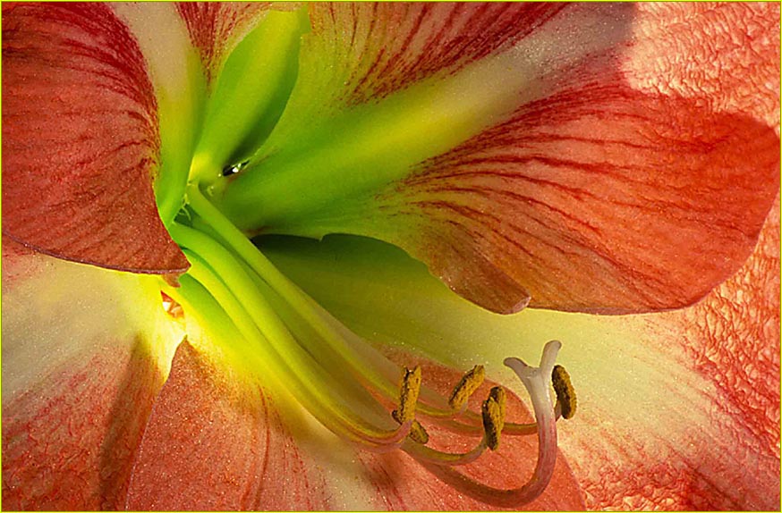 Amaryllis