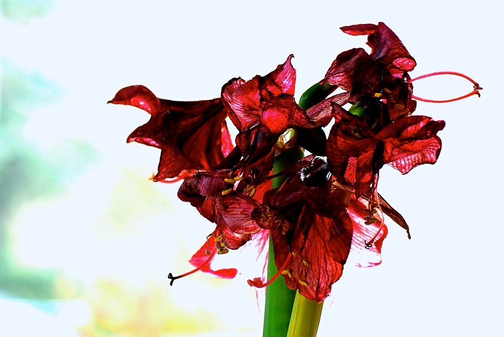 Amaryllis