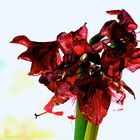 Amaryllis