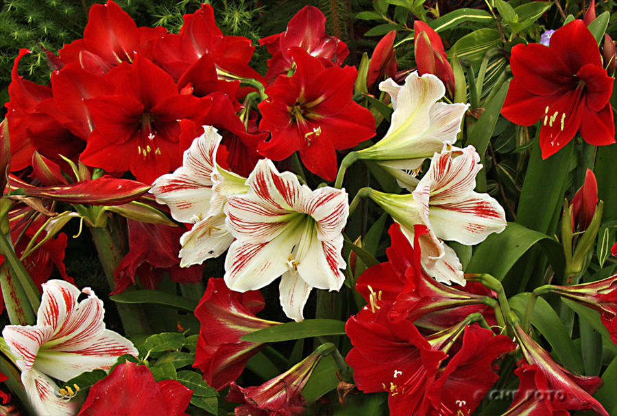 Amaryllis