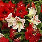 Amaryllis