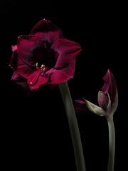 Amaryllis