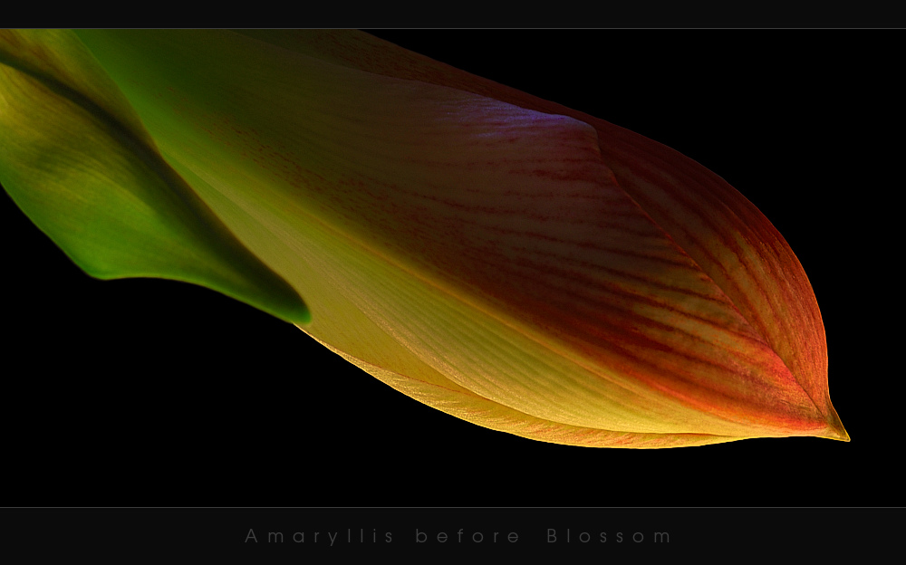 Amaryllis before Blossom