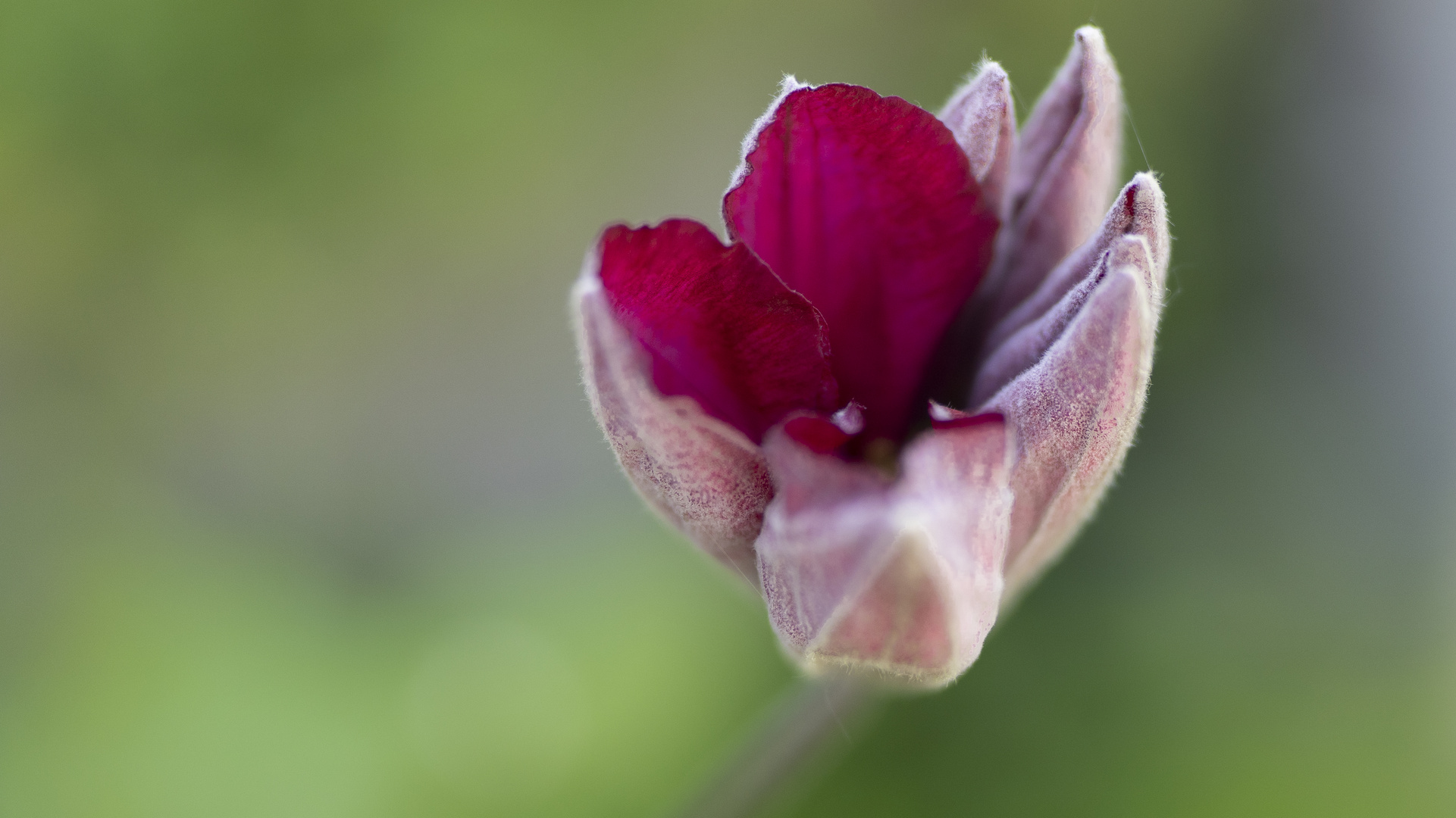 Amaryllis beginnt sich zu öffnen