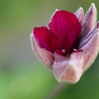 Amaryllis beginnt sich zu öffnen