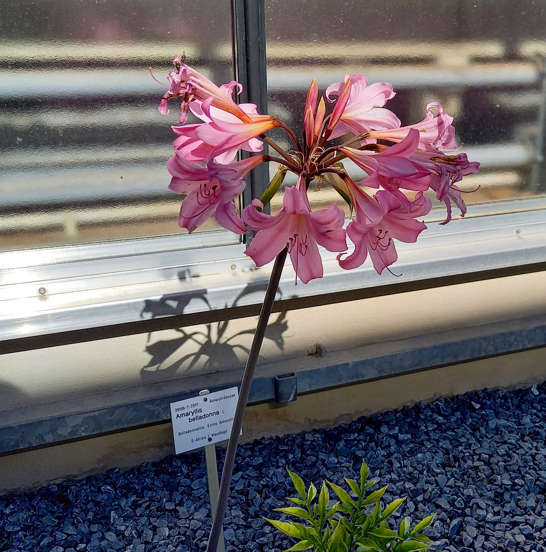 Amaryllis belladonna