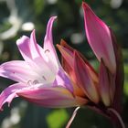 Amaryllis belladonna in Marguerites Garden