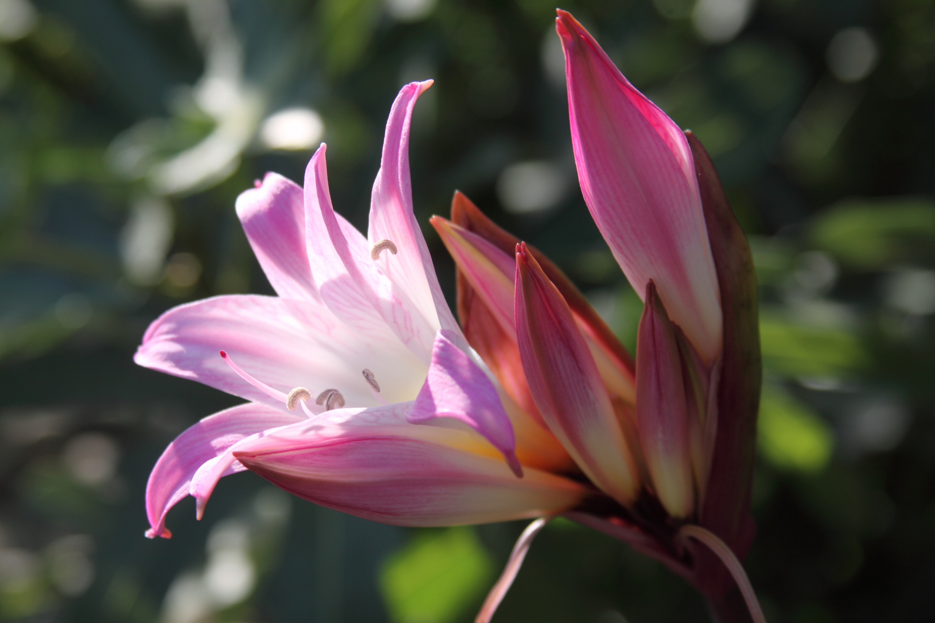 Amaryllis belladonna in Marguerites Garden