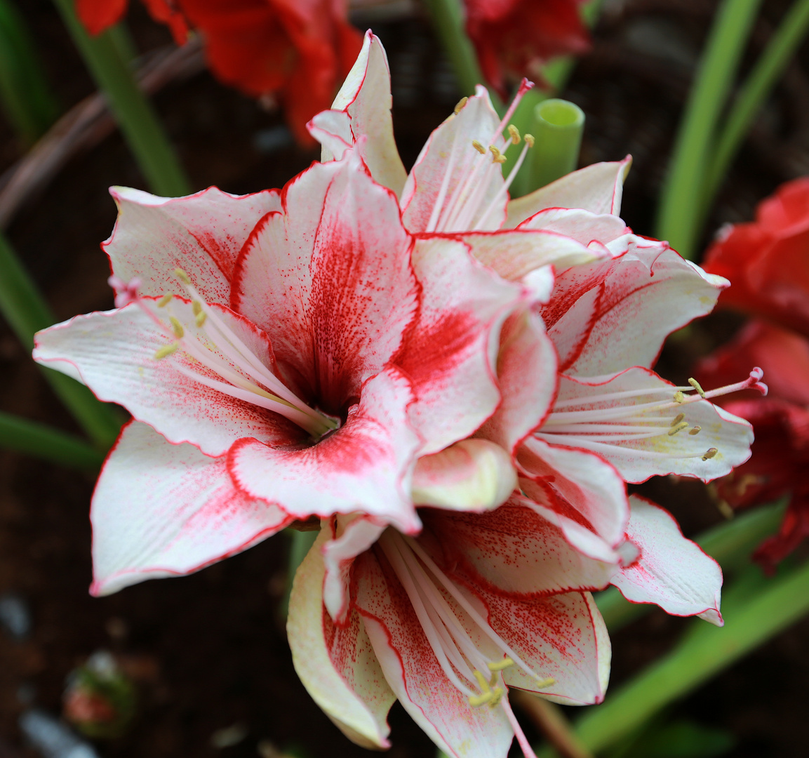 Amaryllis belladonna lily Foto Bild pflanzen pilze Amaryllis belladonna lily Foto Bild pflanzen pilze
