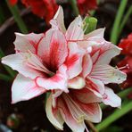 Amaryllis / belladonna lily