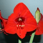 Amaryllis / belladonna lily -2-