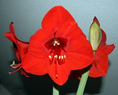 Amaryllis / belladonna lily -2-