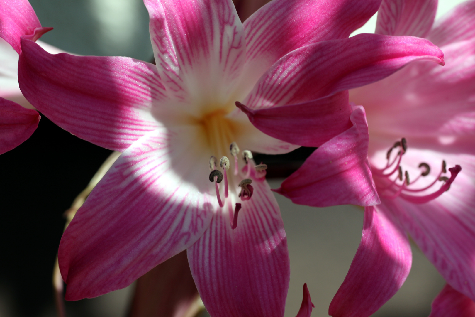 Amaryllis belladonna, Naked lady lily.