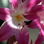 Amaryllis belladonna, Naked lady lily.