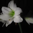 Amaryllis