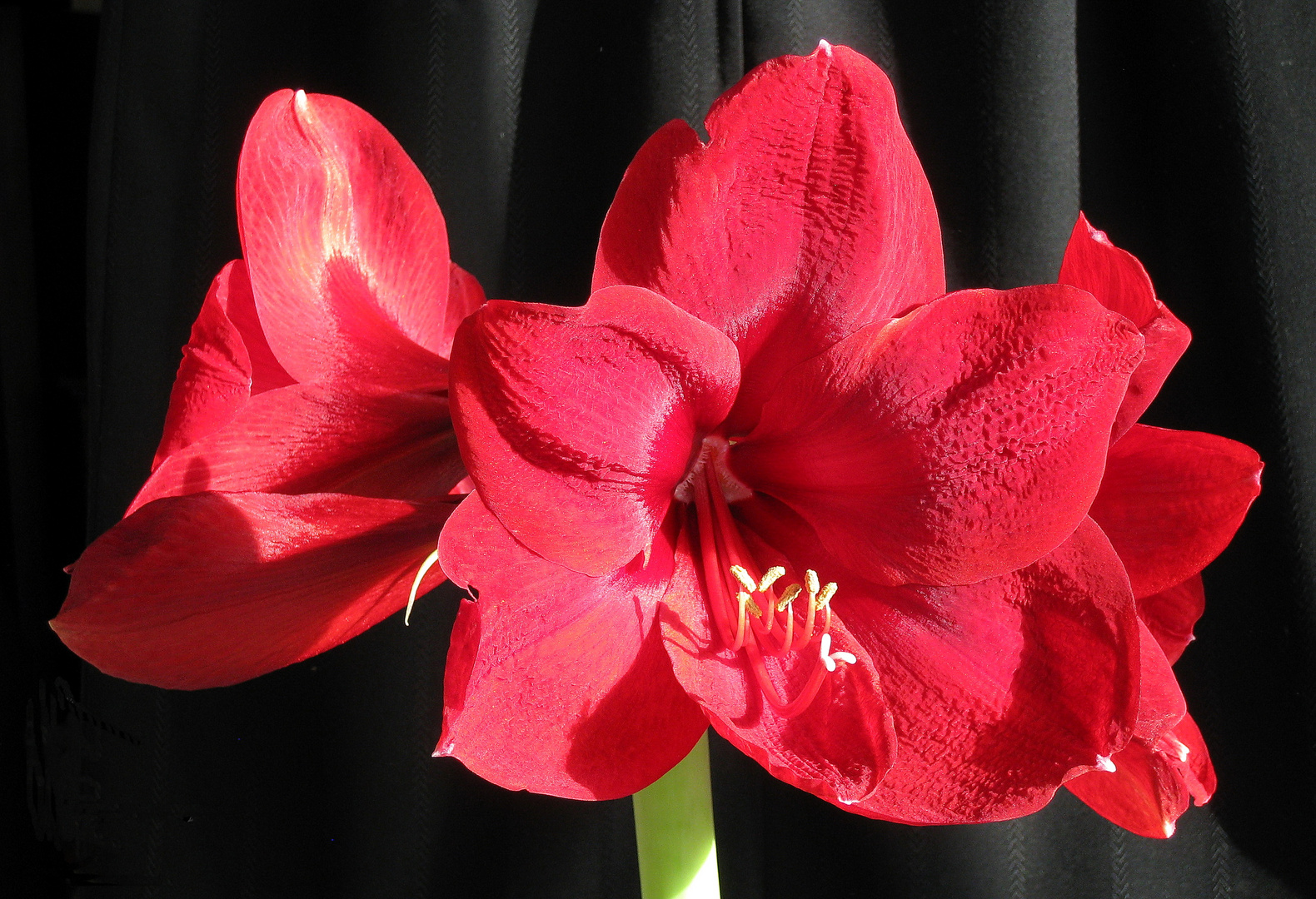 Amaryllis Black Pearl, Ritterstern ...