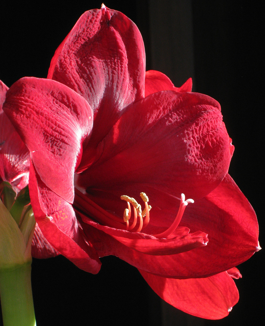 Amaryllis Black Pearl, Ritterstern ...