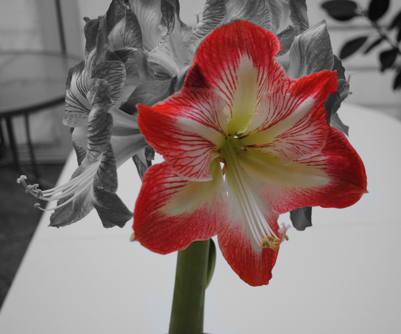 Amaryllis Black-White