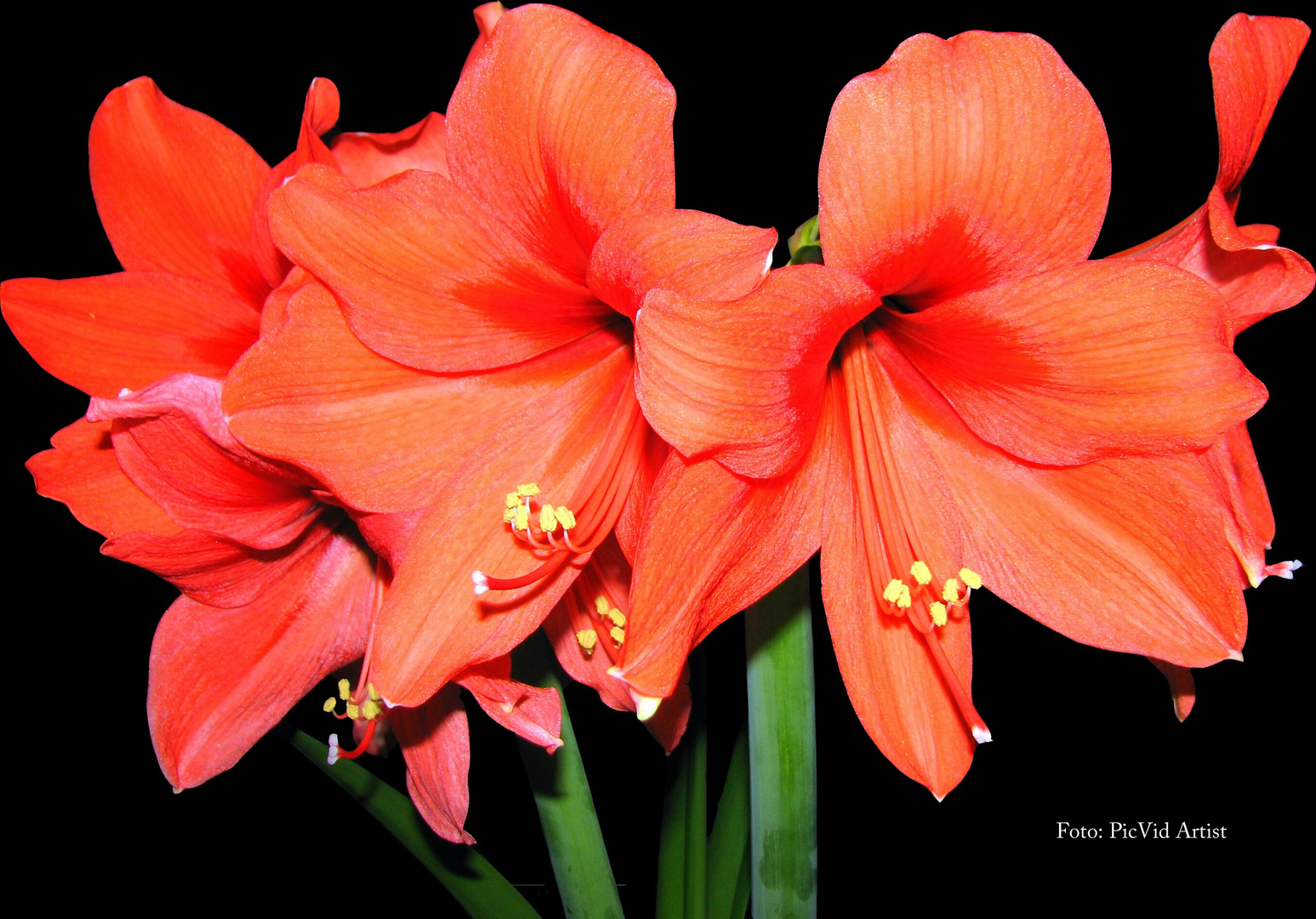 Amaryllis "black&beautiful"