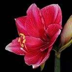 Amaryllis blüht