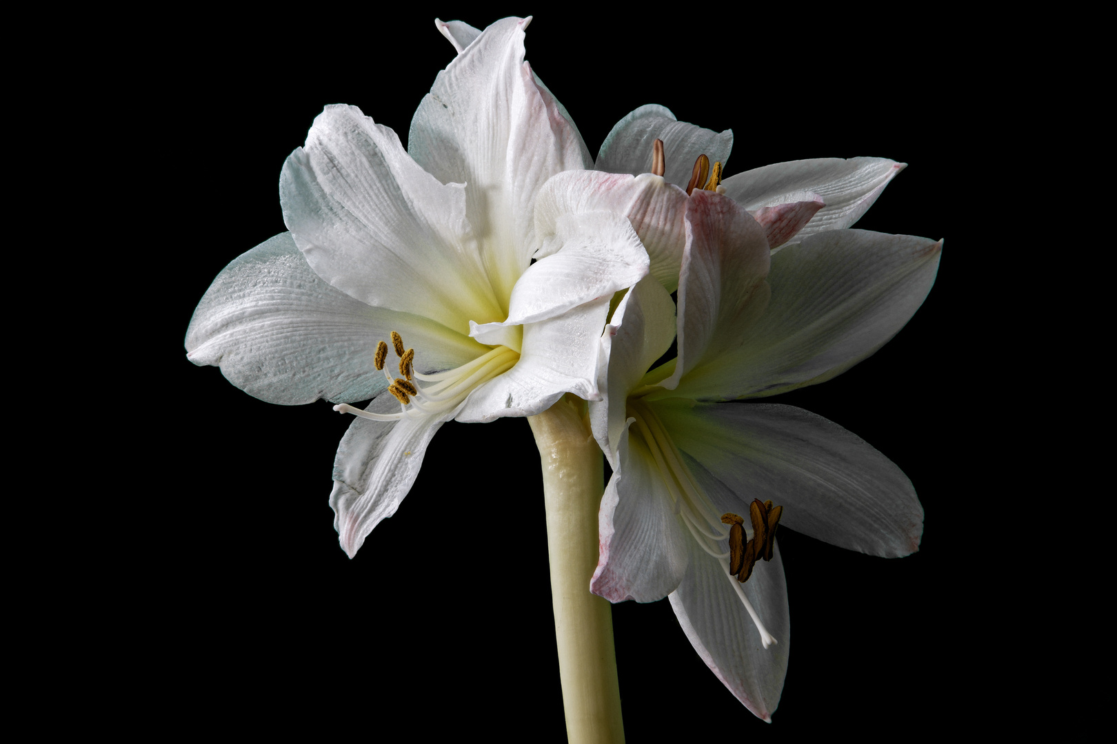 Amaryllis blüht im August!