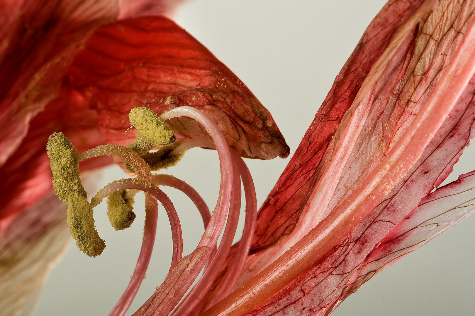 Amaryllis Blüte