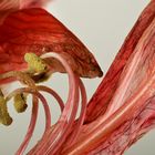 Amaryllis Blüte