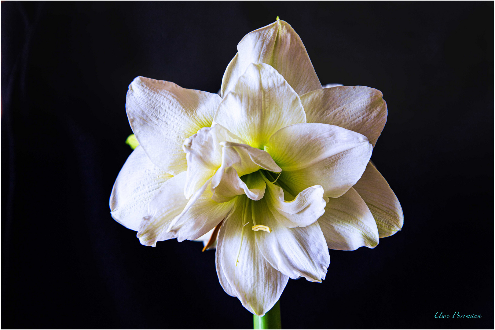 Amaryllis Blüte 