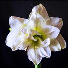 Amaryllis Blüte 