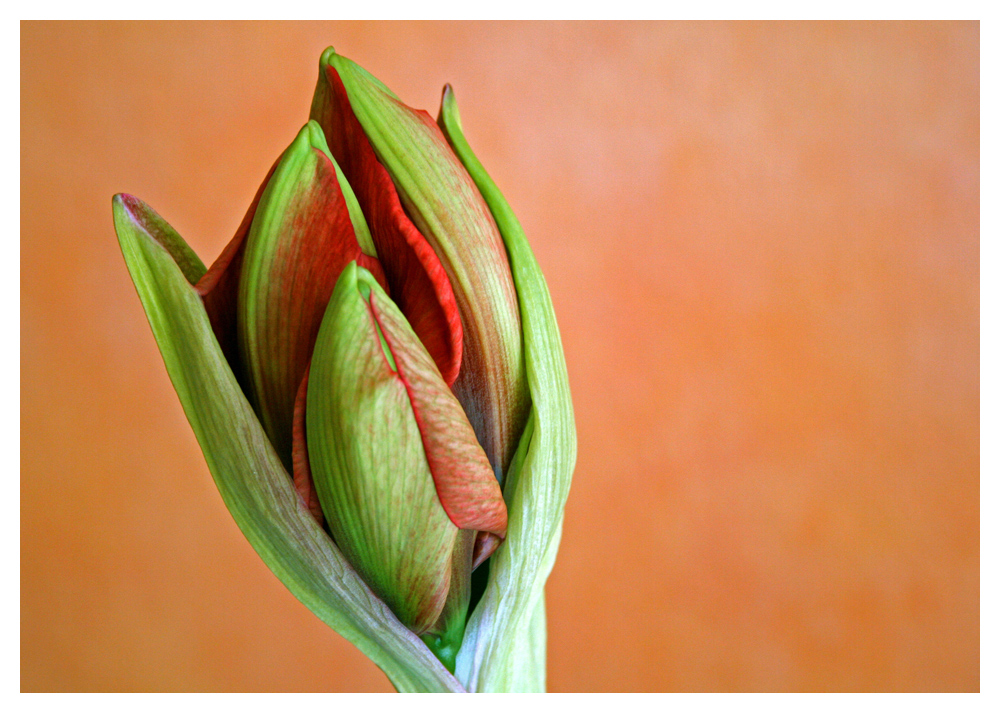 Amaryllis-Blüte