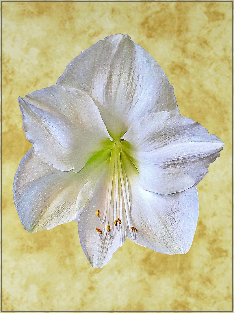 Amaryllis Blüte