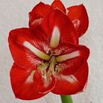 Amaryllis-Blüte