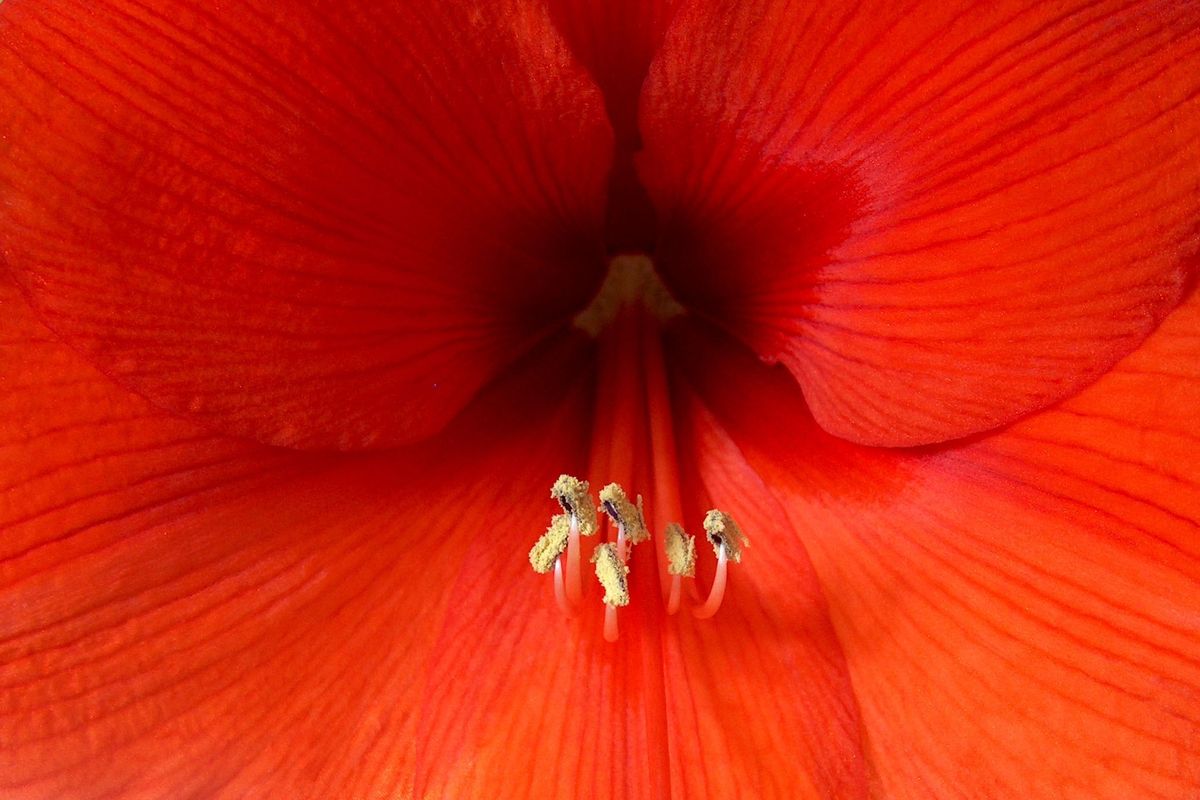 Amaryllis-Blüte