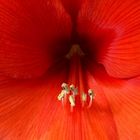 Amaryllis-Blüte