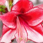 Amaryllis Blüte