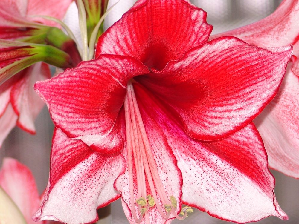 Amaryllis Blüte