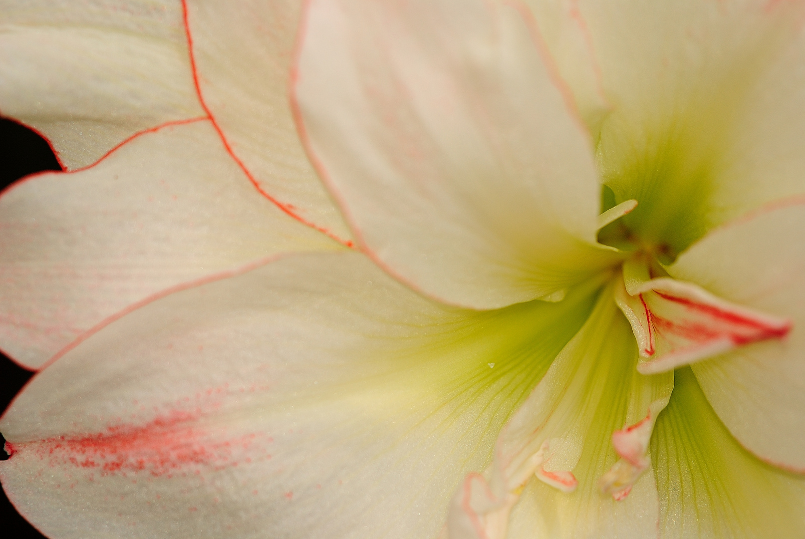 Amaryllis Blüte