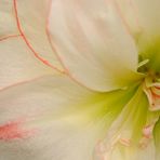 Amaryllis Blüte