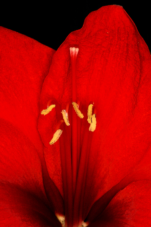 Amaryllis Blüte