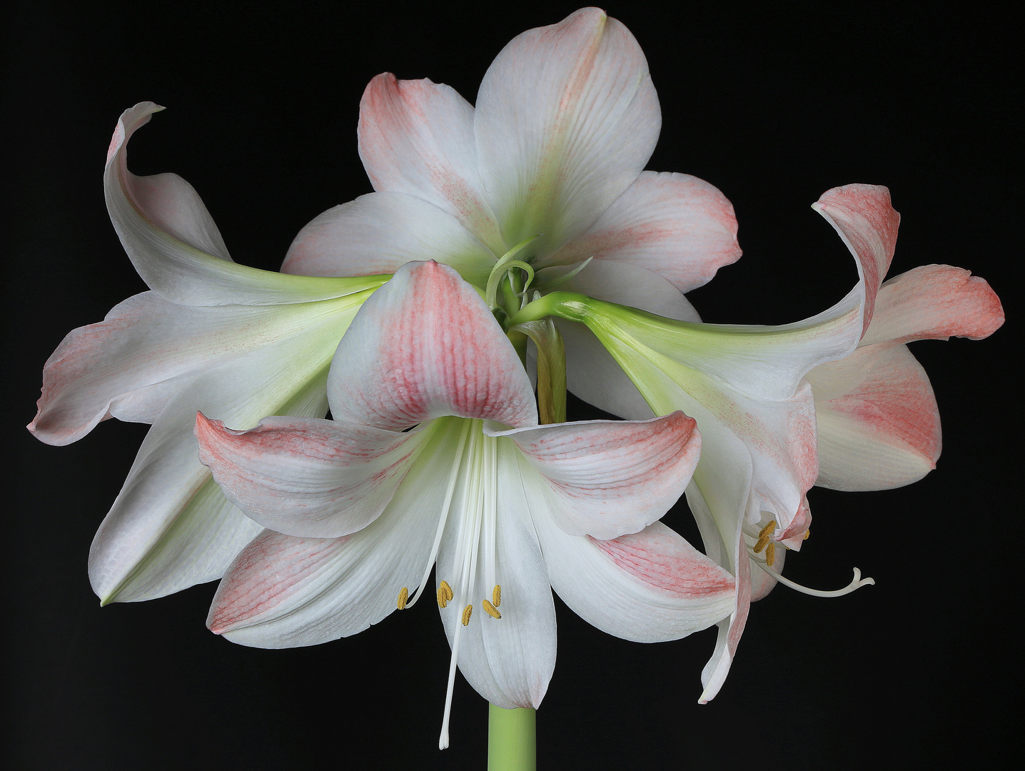 amaryllis blüte