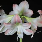 amaryllis blüte