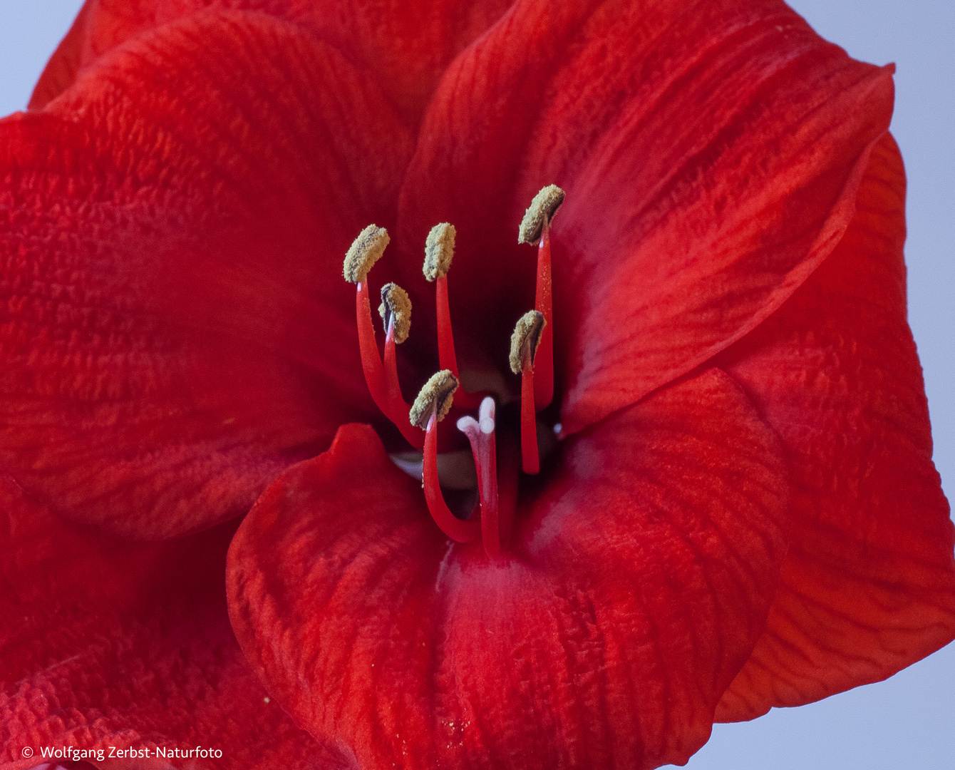 -- Amaryllis Blüte ---