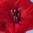 -- Amaryllis Blüte ---