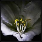 Amaryllis Blüte       (  Amaryllis bloom )