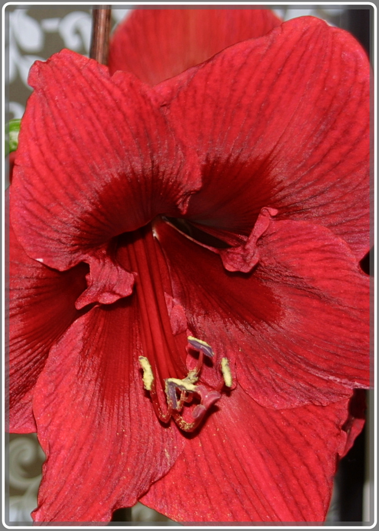 Amaryllis-Blüte aus der Nähe ...