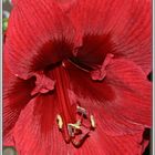 Amaryllis-Blüte aus der Nähe ...