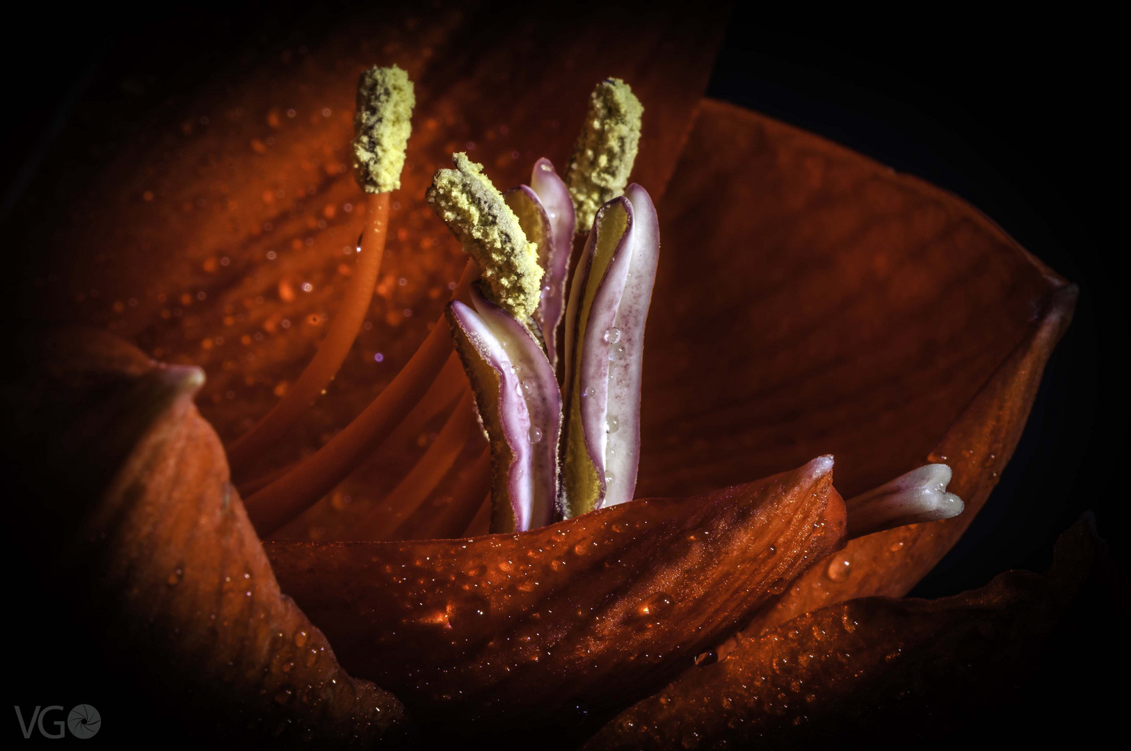 Amaryllis-Blüte