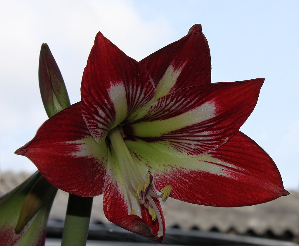 Amaryllis Blüte