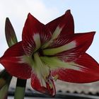 Amaryllis Blüte